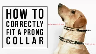 How to Correctly Fit a Prong Collar