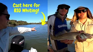 Catching BIG WHITING in the backwaters of SEQ!