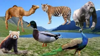 Relaxing Wild Animal Sounds: Sheep,elephant,panda, deer, ,Chicken,Elephant,Bird~animals sounds