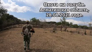 Охота на голубя в о/х "Самсы". Алматинская область, 28.08.2021 г. #охота на голубя