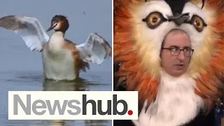 Dark side of Bird of the Century: Comedian puts spotlight on NZ's conservation crisis | Newshub