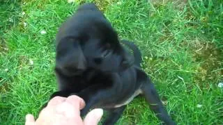 Lily - Our New Black Lab Puppy