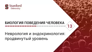 Биология поведения человека: Лекция #13. Неврология и эндокринология: продвинутый уровень