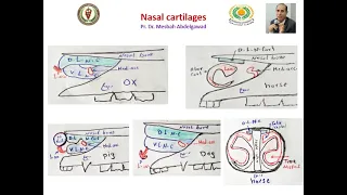 Nasal cavity & paranasal sinuses ( In domestic animals )