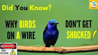 Did You Know Why Don't Birds Get Shocked On Electric Wires?