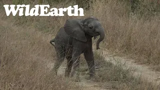 WildEarth - Sunrise Safari Highlights - 19 October 2022