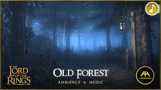 LOTR ⚔️ Old Forest | Rainy Night (Ambience & Music) - [HD ASMR & Animation]