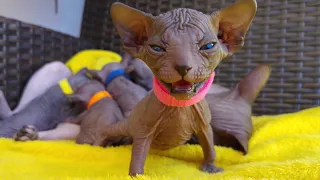 ADORABLE SPHYNX KITTENS 💞 Time Lapse of 1 Month in 8 Minutes