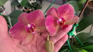 Цветущие орхидейки в гостиной и на кухне ( 19-20.01.24)