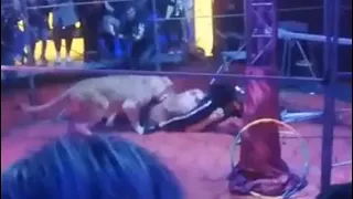 Video: Circus Trainer Gets Mauled By Lioness In Terrifying Footage