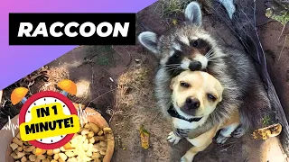 Raccoon 🦝 Do They Make Good Pets? | 1 Minute Animals