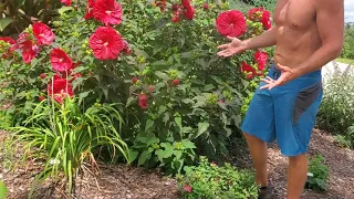 How to Grow Hardy Hibiscus