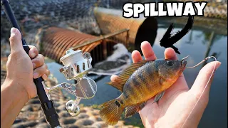 Catching SpillWay GIANTS with LIVE BAIT