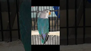 #lovebirds ring birds and non ring Birds video information❤