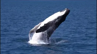 Humpback Whales: Unveiling Fascinating Facts and Behaviors!