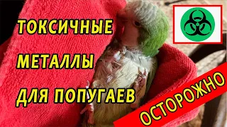 ОСТОРОЖНО! ЭТИ МЕТАЛЛЫ УБЬЮТ ВАШЕГО ПОПУГАЯ | ТОКСИЧНЫЕ И БЕЗОПАСНЫЕ КЛЕТКИ И ИГРУШКИ ДЛЯ ПОПУГАЕВ