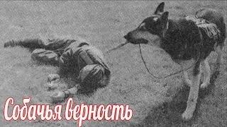 История собачьей верности , первых дней великой отечественной войны.