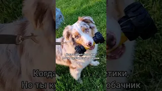 💥УБИРАЮ ЗА СОБАКОЙ ГОЛОЙ РУКОЙ💥 #aussie #dog #аусси #собака