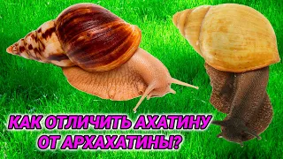 Как отличить ахатину от архахатины. Улитки ахатины и архахатины