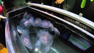 Ripleys Aquarium Nov 1st 2014 Gopro Hero4 Black 4K