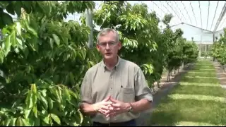 Overview of High Efficiency Sweet Cherry Orchard Systems Research, Dr Greg Lang, MSU