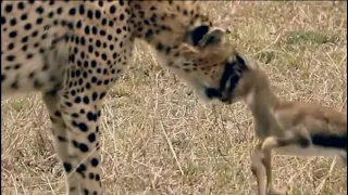 Never Give Up Without A Fight | Baby Gazelle Fight Cheetah For Life...!