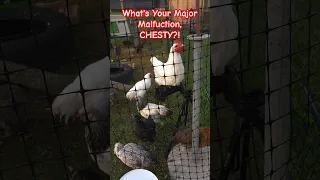 Caught on camera: Chesty's unexpected appearance