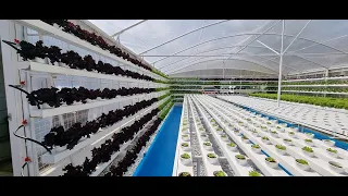 At DomeGarden HYDROPONICS