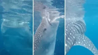 Tourist Nearly Eaten By Whale Shark In Amazing Close Encounter