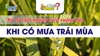 APN - XỬ LÝ TÌNH HUỐNG TRÊN RUỘNG LÚA KHI CÓ MƯA TRÁI MÙA | Hỏi đáp nhanh