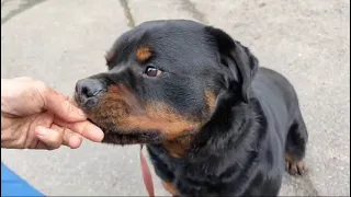 Rottweiler Rüde Tayson im Tierheim war es schwierig für ihn sich zu konzentrieren.