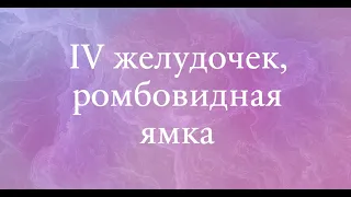 IV желудочек, ромбовидная ямка, перешеек ромбовидного мозга (неполная версия)