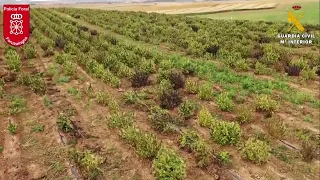 Europe's biggest cannabis farm taken down, Spanish police say