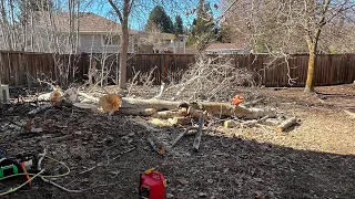 First tree take down