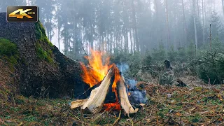 Campfire in a Foggy Forest 🌲🔥Authentic Sounds of Nature