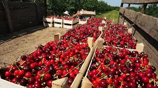 Фермеры Таджикистана начали сбор черешни