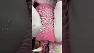 Up close look at the cat tongue