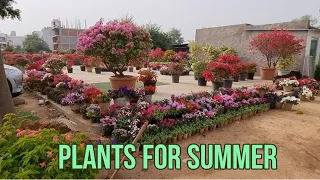 FLOWERING AND PERENNIAL  PLANTS AT GOOD PRICE | LARGEST NURSERY IN GURUGRAM, DELHI & NCR