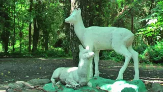 СІЛЬСЬКИЙ ДЕНДРОПАРК (с.Заріг, Оржицький р-н, Полтавська обл.)