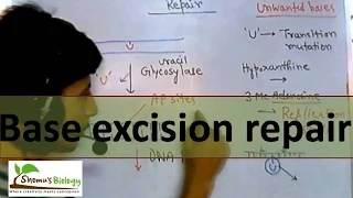 DNA repair mechanism - Base excision repair