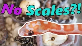 We Hatch a SCALELESS Snake! And more babies!