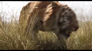 Tráiler en Castellano de El Libro de la Selva (2016)