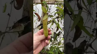 Nepenthes hamata update- We have multiple bloom spikes!