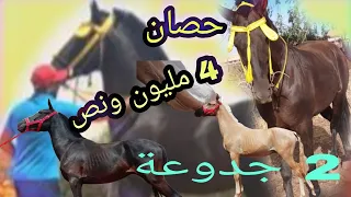 حصان دهم جوج جدوعة واحد د سبعشهور و طناش لشهر الاثنين 15 /8/2022