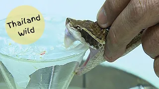 Malayan Pit Viper venom extraction at Bangkok Snake Farm, Thailand