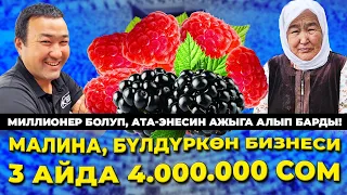 Малина бизнесин кантип баштоо керек? Видеону бөлүшүп койгула!