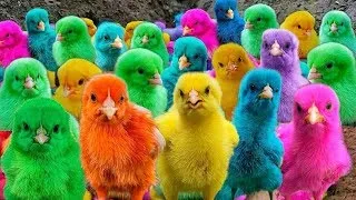 World Cute Chickens, Colorful Chickens, Rainbows Chickens, Cute Ducks,Chicks, Rabbit,Cute Animals 🐤🐟