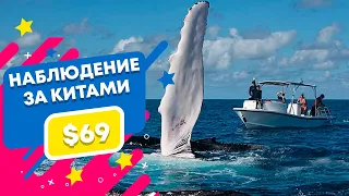 КИТЫ В ДОМИНИКАНЕ / ЭКСКУРСИЯ НАБЛЮДЕНИЯ ЗА КИТАМИ В ДОМИНИКАНЕ ОТ $69 дол / Republica Pro