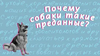 Почему собаки такие преданные?