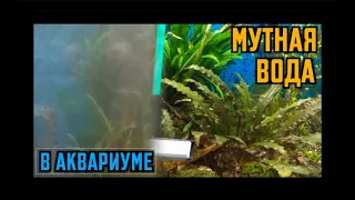 Почему мутная вода в аквариуме | Как чистить аквариум | Причины мутной воды в аквариуме